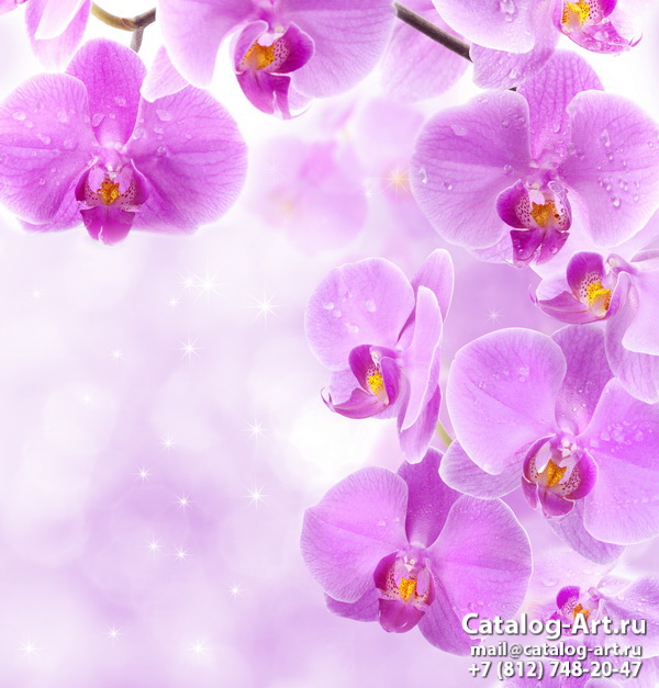 Pink orchids 68